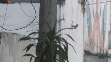 Escena crimen Ciudad de México