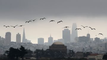 Pelícanos vuelan por encima de la ciudad de San Francisco.