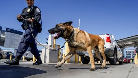 Un perro K-9 fue clave en el operativo en Ontario, California. En la foto, un agente K-9 de ICE.