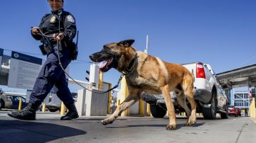 Un perro K-9 fue clave en el operativo en Ontario, California. En la foto, un agente K-9 de ICE.
