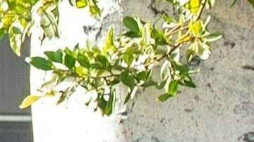 Los casos de coronavirus en Los Ángeles están en su peor momento.