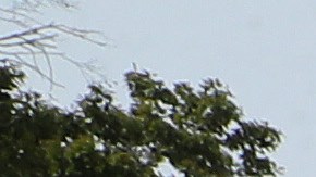 Manifestantes en apoyo al TPS frente al Capitolio de Washington, D.C. en septiembre de 2020.