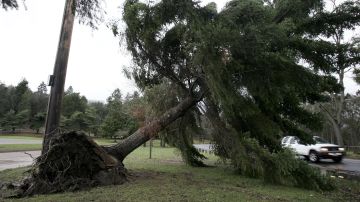 La NWS advierte que debido a los fuertes vientos pueden haber árboles caídos.