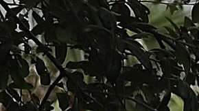 Defensores de inmigrantes denuncian falta de proteocolos COVID en centros de detención.