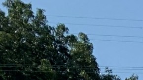 Durante el evento se repartirán alimentos gratuitos siguiendo los protocolos de seguridad.