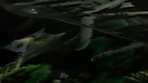 Juan Dinenno marcó 12 anotaciones en el torneo recién concluido.