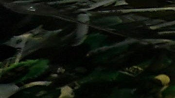 Juan Dinenno marcó 12 anotaciones en el torneo recién concluido.