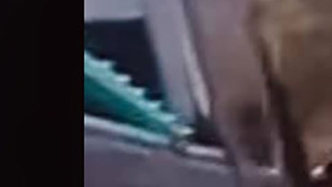 Niña graba secuestro de su mamá en Guerrero México.