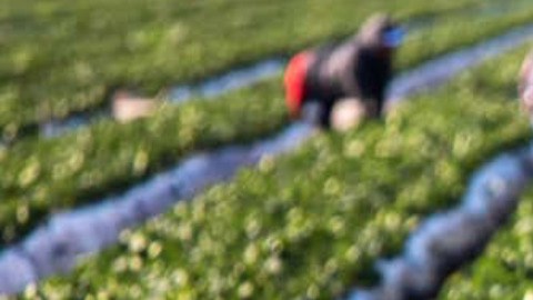 De acuerdo con cálculos del sindicato campesino UFW, la agricultura de California actualmente se traduce en más de $50,000 millones de dólares.