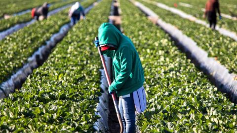 De acuerdo con cálculos del sindicato campesino UFW, la agricultura de California actualmente se traduce en más de $50,000 millones de dólares.