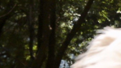 México confirma casos de mascotas con COVID-19.