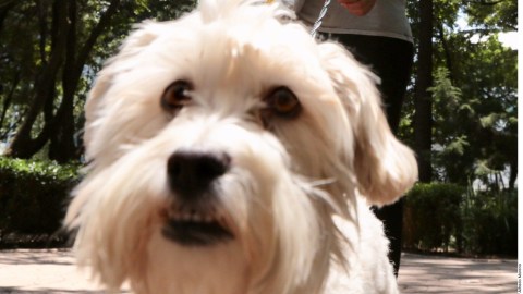 México confirma casos de mascotas con COVID-19.