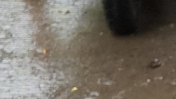 CHINA-ANIMAL-CULTURE
Puppies are seen in a cage at a dog meat market in Yulin, in China's southern Guangxi region on June 21, 2017. 
China's most notorious dog meat festival opened in Yulin on June 21, 2017, with butchers hacking slabs of canines and cooks frying the flesh following rumours that authorities would impose a ban this year. / AFP PHOTO / STR / CHINA OUT        (Photo credit should read STR/AFP via Getty Images)