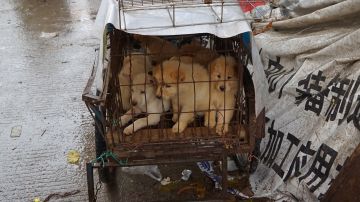 CHINA-ANIMAL-CULTURE
Puppies are seen in a cage at a dog meat market in Yulin, in China's southern Guangxi region on June 21, 2017. 
China's most notorious dog meat festival opened in Yulin on June 21, 2017, with butchers hacking slabs of canines and cooks frying the flesh following rumours that authorities would impose a ban this year. / AFP PHOTO / STR / CHINA OUT        (Photo credit should read STR/AFP via Getty Images)
