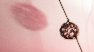 Yuri Tolochko muñeca inflable