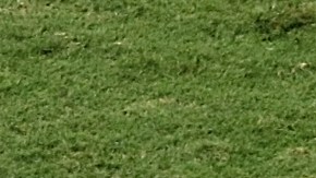 antonio mohamed visto bueno america