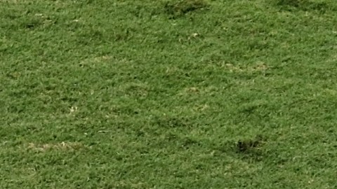 antonio mohamed visto bueno america