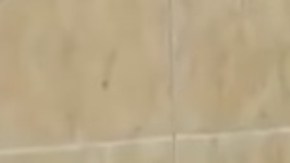 El perro fue llamado Covito,