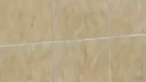 El perro fue llamado Covito,