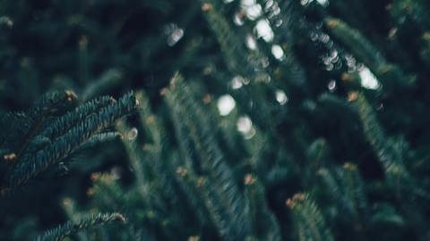 El amor llegará en Navidad para algunos signos.
