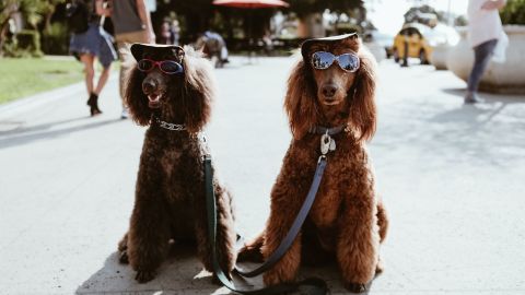 La astrología encuentra similitudes entre las razas caninas y los signos.