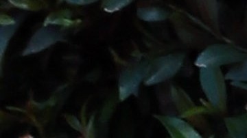 Nick y Vanessa Lachey