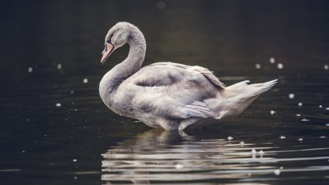 Uno de los animales perdió la vida presumiblemente tras electrocutarse.