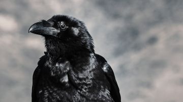 Los cuervos poseen un interesante significado espiritual.