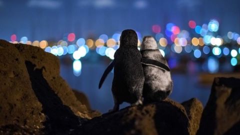 La foto fue tomada por el fotógrafo alemán Tobias Baumgaertner.