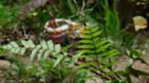 Cocinar con leña se ha vuelto cada vez más común en Venezuela.