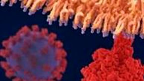 El coronavirus utiliza proteínas especiales para entrar a nuestro cuerpo.