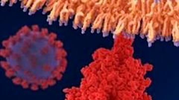 El coronavirus utiliza proteínas especiales para entrar a nuestro cuerpo.