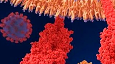 El coronavirus utiliza proteínas especiales para entrar a nuestro cuerpo.