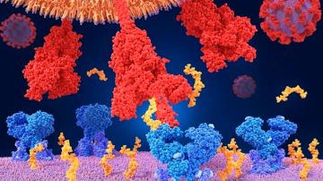 El coronavirus utiliza proteínas especiales para entrar a nuestro cuerpo.