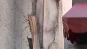 Andrea Reynoso sueña con ser maestra.