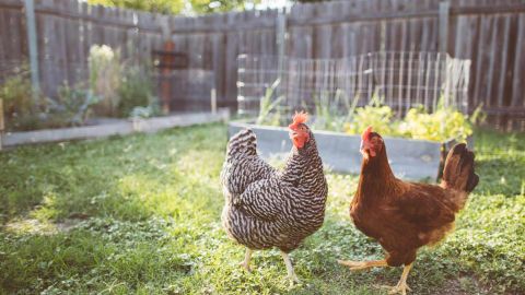 CR-Health-InlineHero-5-Surprising-Ways-to-get-Food-Poisining-12-20