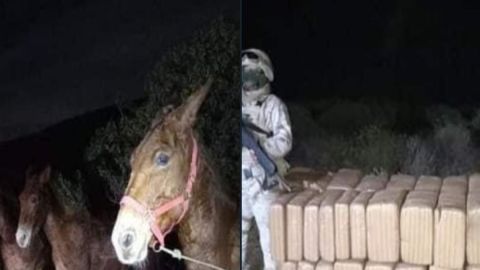 FOTOS: Hallan "narcoburros" en la frontera, llevaban droga con valor de más de $31 dólares