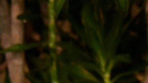 Larry King el día que celebró su cumpleaños 86 en noviembre de 2019 en Beverly Hills.