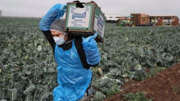 Los trabajadores del campo siguen siendo un grupo con alto riesgo de enfermar de covid. (Getty Images)