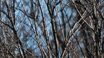 Las plantas avícolas dependen de sistemas de refrigeración que pueden incluir el citado elemento químico.