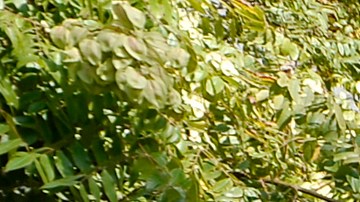 Más de 20 intérpretes del idioma español, se han enfermado de COVID-19 y piden protecciones.