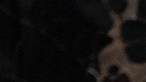 El vicepresidente Mike Pence.