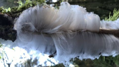 El hielo capilar se derrite con solo tocarlo.