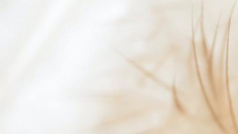 Las plumas son símbolo de los ángeles.