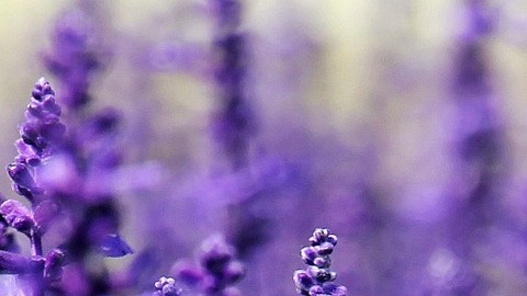 Lavanda.