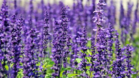 Lavanda.