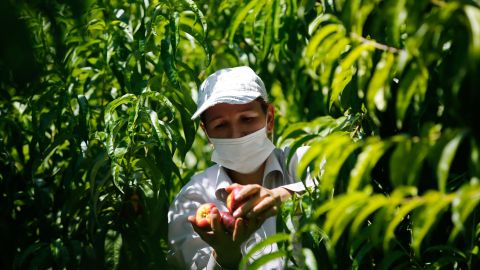 Trabajadores agrícolas necesitan una reforma migratoria.