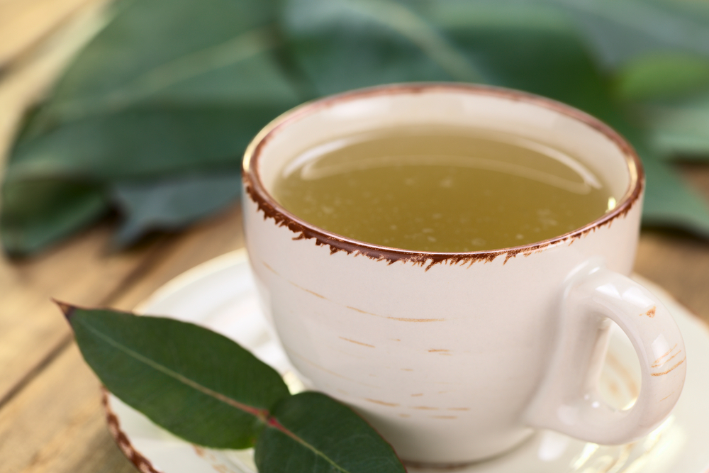 Además de aliviar los resfriados y expulsar las flemas conoce los beneficios del té de eucalipto