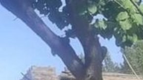 La imagen de una casa derribada por el temblor en Pocito.