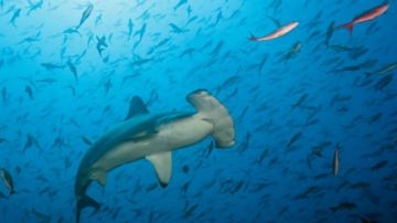 El tiburón martillo es una de las especies que está en peligro crítico.